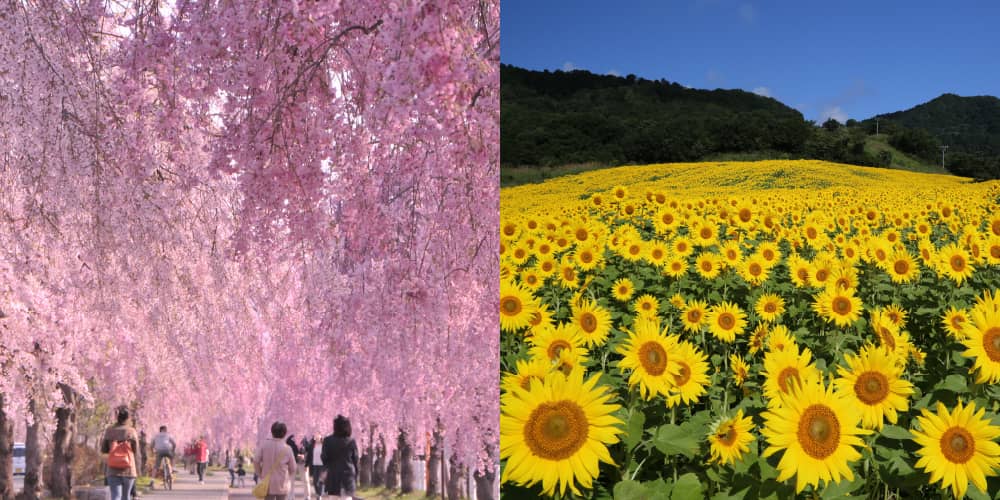 しだれ桜・ひまわり