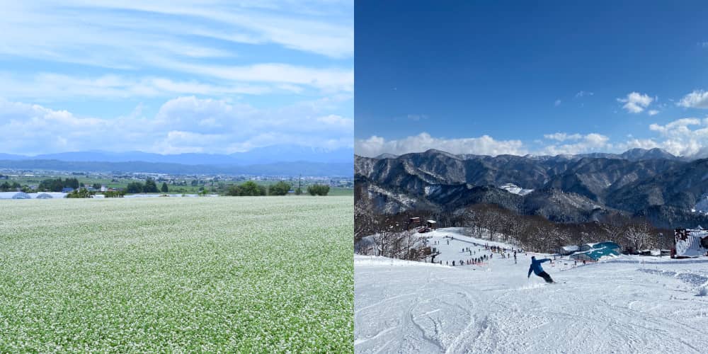 そば畑・スキー場