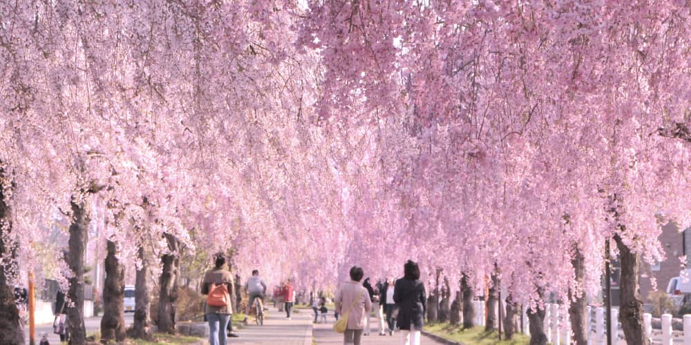 日中線記念自転車歩行者道のしだれ桜並木