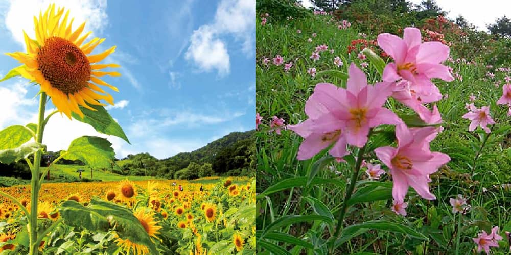 三ノ倉高原 ヒメサユリの群生地