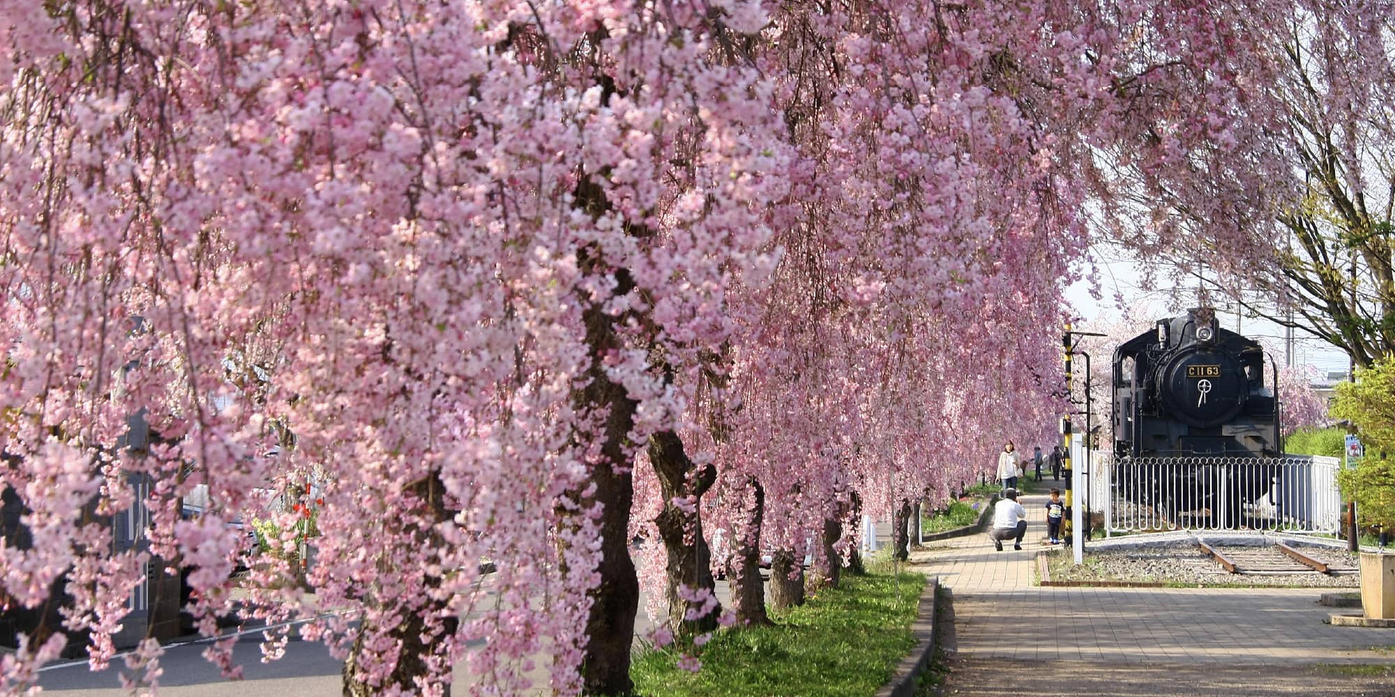 日中線しだれ桜並木